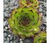 Sempervivum FEUERTEUFEL