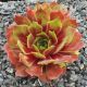 Sempervivum CORN STONE