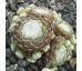 Sempervivum WEISSFILZ