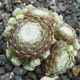 Sempervivum WEISSFILZ