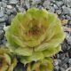 Sempervivum ANDINN BITRU