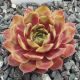 Sempervivum ANDINN LARAY