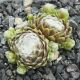 Sempervivum WISSKUGEL