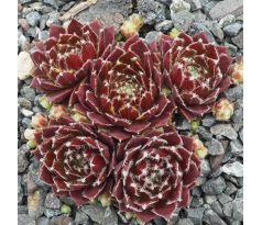 Sempervivum QVELLE DAME