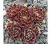 Sempervivum QVELLE DAME