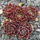 Sempervivum QVELLE DAME