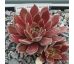 Sempervivum PACIFIC JOYCE