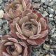 Sempervivum GREY OWL
