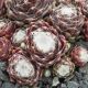 Sempervivum ANGEL`S FACE