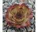 Sempervivum ANNA