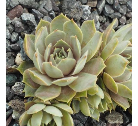 Sempervivum ANDINN VASSEAGO