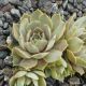 Sempervivum ANDINN VASSEAGO