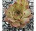 Sempervivum HANS