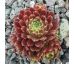 Sempervivum PAX