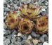 Sempervivum CAFE