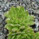 Sempervivum DAGMAR