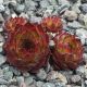 Sempervivum ALITA