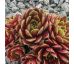 Sempervivum RED MOUNTAIN (II)