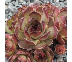 Sempervivum JONAS