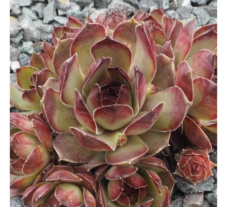 Sempervivum JONAS
