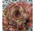 Sempervivum JONAS