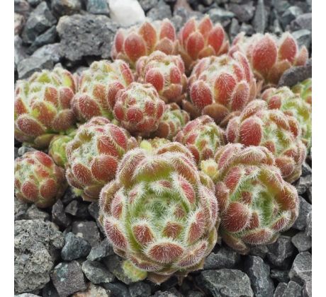 Sempervivum ZILVER ROSE