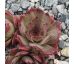 Sempervivum KEEPSAKE