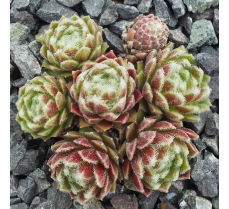 Sempervivum OPEN SKY