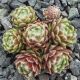 Sempervivum OPEN SKY