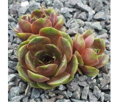 Sempervivum DICKKOPF