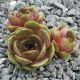 Sempervivum DICKKOPF