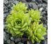 Sempervivum TROPICAL FRUITY