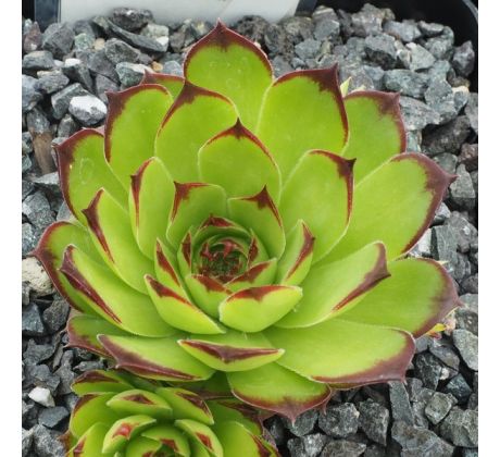 Sempervivum ROYANUM