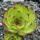 Sempervivum ROYANUM