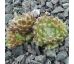 Sempervivum OROYO