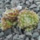 Sempervivum OROYO