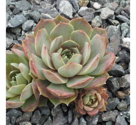 Sempervivum ANDINN LADY MIDDAY