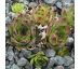 Sempervivum BLOODY GOOSE