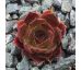 Sempervivum BALCKCURRENT ICE