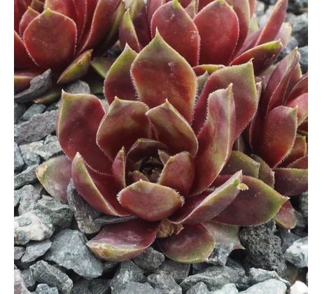 Sempervivum HAVENDIJKS SUNLIGHT