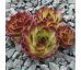 Sempervivum TITUS