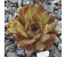 Sempervivum PACIFIC DREAMER