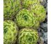 Sempervivum mont. subsp. stiriacum Rakousko, Korutany, V. Taury, Glocknergr., Schönewand
