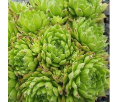 Sempervivum x barbulatum ex Camp des Fourches, France