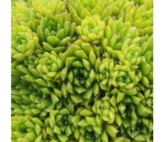 Sempervivum pumilum ex Fiagdon Valley, Ossetia, Russia