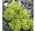 Sempervivum montanum subsp. montanum ex Breuil-Cervinia, Italy