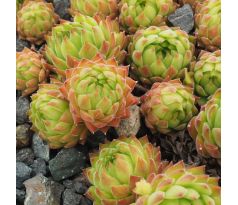 Sempervivum marmoreum subsp. reginae-amaliae ex Mount Kyllini (Ziria), Greece