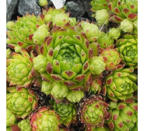 Sempervivum x funckii ex Locana, Orco Valley, Torino Province, Piedmont, Italy