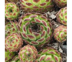Sempervivum dominii ex Dombay, Teberda Nature Reserve 1600 m n. m.,  Republic, Russia