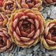Sempervivum cupreum